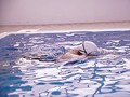 たくましい肉体の美女アスリート 本物競泳選手（現在スポーツインストラクター） E-BODY専属デビュー 武田真9