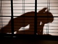 2019年を代表する人妻NTR最高峰の人気同人作品をマドンナで実写化！！ 原作:プルポアゾン 母喰い～おっとりお母さんが年下ヤリチンに狙われる時～ 一色桃子3