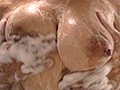 超絶倫弟にハメられまくる無防備な爆乳姉 童貞弟を誘惑したつもりが…まさかの逆転！ 長瀬麻美7