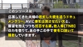 妊活中人妻×寝取りSEX 櫻井まみ-1